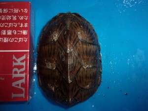 カブトニオイガメ（メス）【８，７７８円/税込】